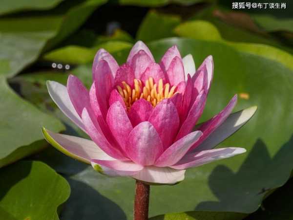 今日运势大旺的生肖，这些生肖连连，未来可期！,事业,财运,时光,第1张