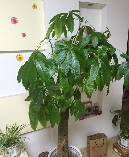 新房摆放盆栽，指南，提升室内运势的植物选择,象征,事业,气场,第1张