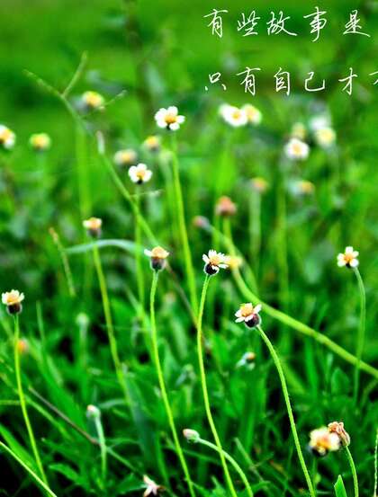 梦见花草漂亮，预示着什么？周公解梦解析,象征,事业,解梦,第1张
