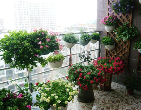 窗台养什么植物好,象征,事业,气场,第1张