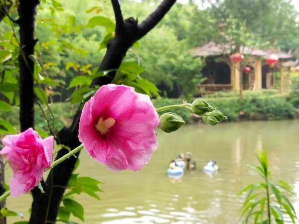 佛堂养植，植物与的和谐共处之道,象征,气场,装饰植物,第1张