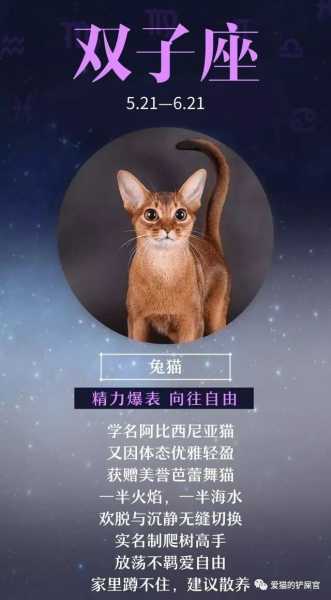 十二星座不养的猫叫什么？这些名字背后的星座性格暗示,象征,命运,十二星座,第1张