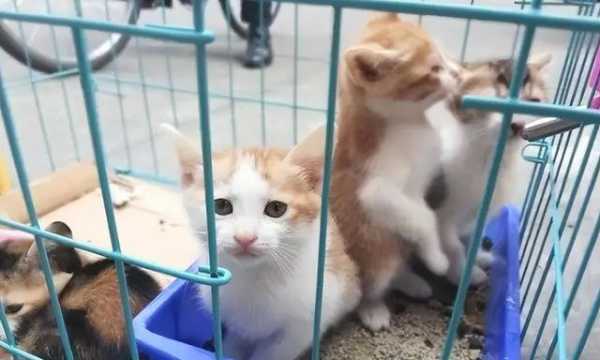 小猫叹气，解读其象征意义与解梦启示,象征,挑战,解梦,第1张