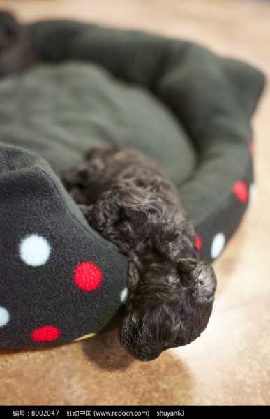 梦见狗狗,解读梦境中的狗狗象征意义,象征,希望,自我,第1张 梦见狗狗,解读梦境中的狗狗象征意义,象征,希望,自我,第1张