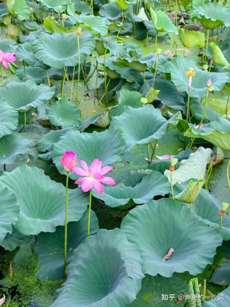 民宿里的诗意栖居,原木与的结合,气场,风水,与和谐,第1张 民宿里的诗意栖居,原木与的结合,气场,风水,与和谐,第1张