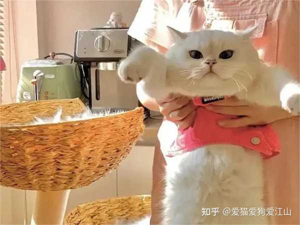 带着算命概念的猫咪特效药，真的存在吗？,算命,健康状况,第1张