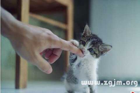 周公解梦咬猫，解读咬猫的深层含义,象征,命运,挑战,第1张