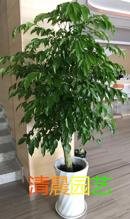 家养招财树，寓意与解析,象征,装饰植物,第1张