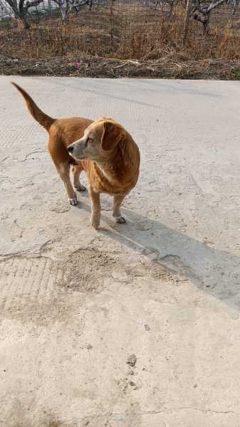 家，如何通过学提升家庭犬的运势与和谐,象征,气场,与和谐,第1张