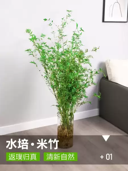 竹子禁忌解析，米竹的讲究与注意事项,象征,八字,气场,第1张