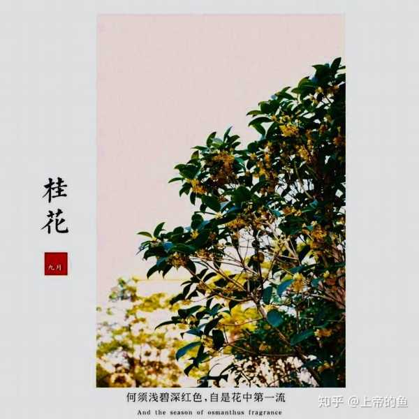 肉桂树，家中的神秘象征,象征,事业,合作,第1张