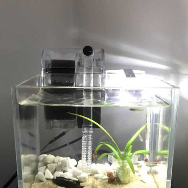 桌面鱼缸，如何在家中打造美观又健康的水族室,象征,风水布局,装饰品,第1张