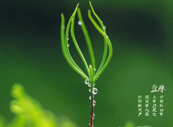 立春宝宝小名取名指南,象征,宝宝取名,光明,第1张