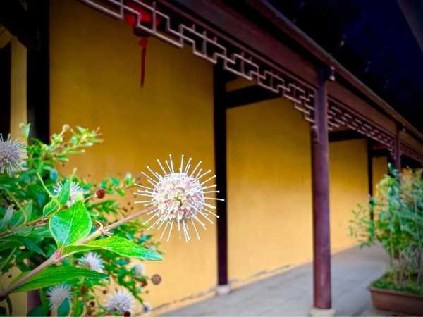 修行即是，内在与外在的,挑战,能量,与和谐,第1张