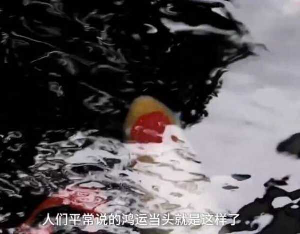 锦鲤为何得名？背后的神秘象征,象征,命运,气场,第1张