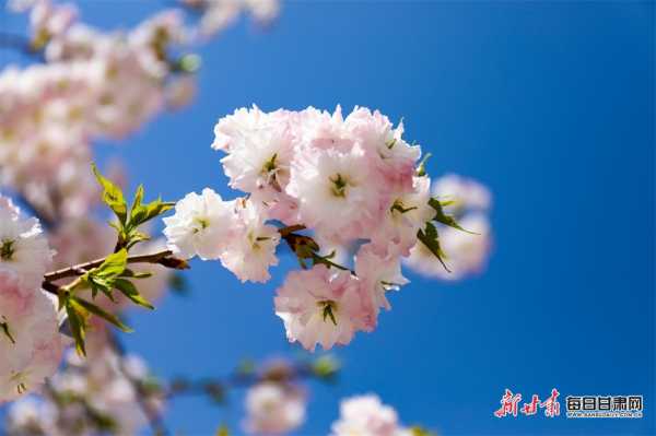 四月八生肖运势排名图，解析运势背后的,事业,挑战,八字,第1张