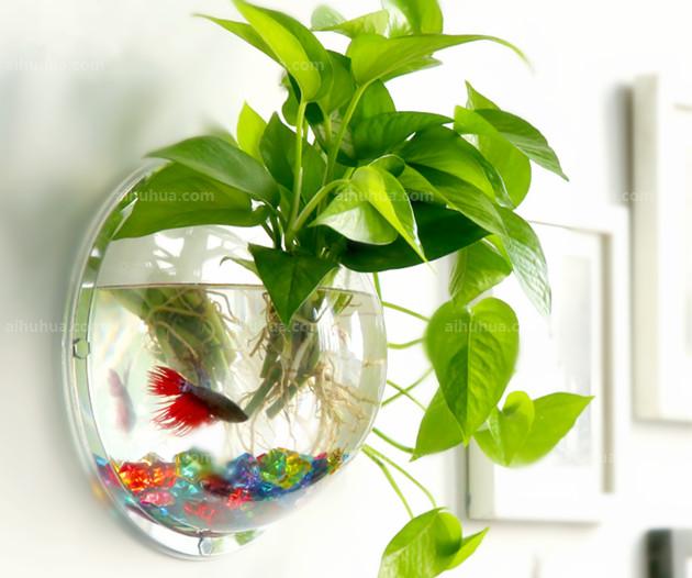 水培植物与鱼缸，选择与搭配指南,气场,与和谐,装饰品,第1张
