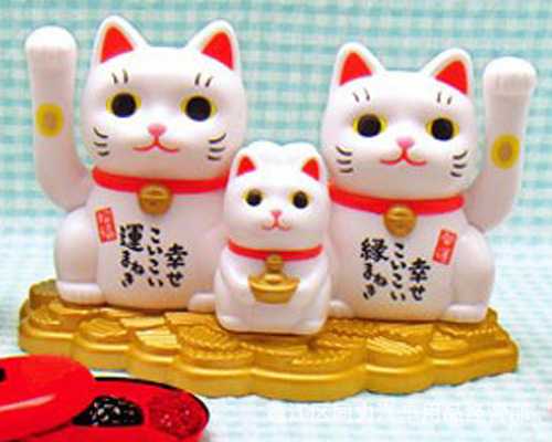捡到猫，随之变，这些说法你了解吗？,象征,希望,风水,第1张