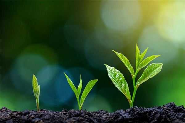 梦见榆树发芽的寓意，周公解的自然象征与人生启示,象征,事业,挑战,第1张