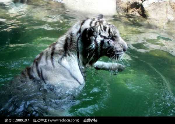 水里看到，预兆与解梦,象征,挑战,解梦,第1张