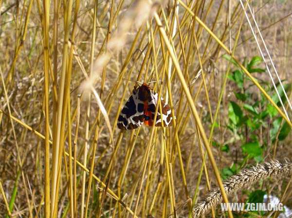 梦见好多笋虫解析，周公解梦揭示梦境寓意,象征,事业,挑战,第1张