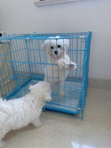 姓余狗宝宝，如何为爱犬起一个温暖而有意义的名字？,象征,文化传承,希望,第1张