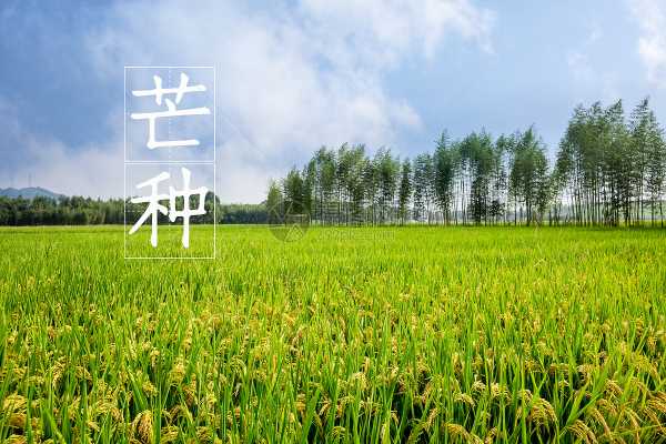 芒种时节，生肖运势解析,事业,挑战,合作,第1张
