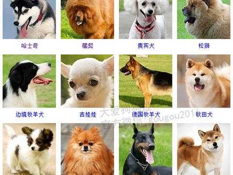 狗年年初一，良辰吉时，传统习俗与寓意,象征,事业,挑战,第1张