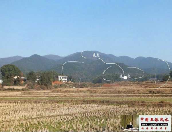 最旺墓地土植什么树,象征,能量,希望,第1张