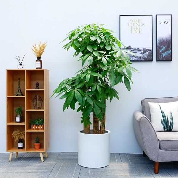 进门放什么植物好?这些植物让你家财源滚滚,象征,事业,希望,第1张 进门放什么植物好?这些植物让你家财源滚滚,象征,事业,希望,第1张