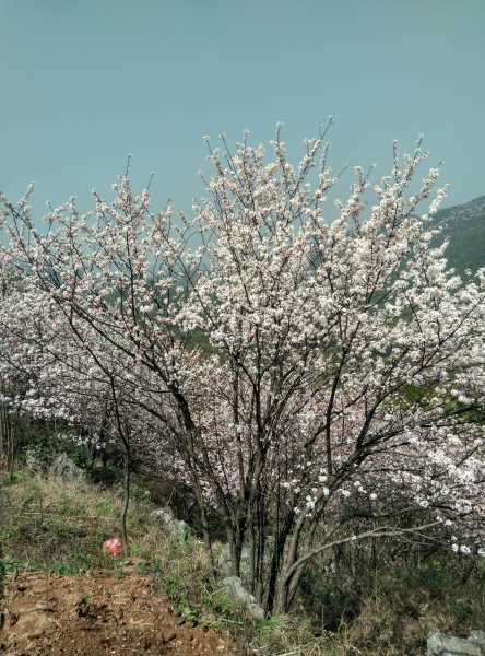葛仙山，求签之谜与文化探秘,象征,求签,希望,第1张