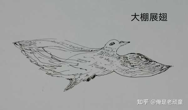 梦到白鸽，预示与启示的象征解析,象征,事业,希望,第1张
