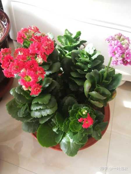 花养心，心养家，家养花，花与的和谐之道,象征,事业,气场,第1张