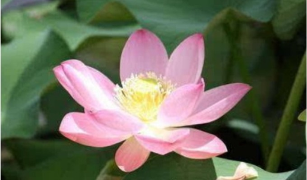 乙亥日柱生肖运势解析，事业与健康的关键时刻,象征,事业,挑战,第1张