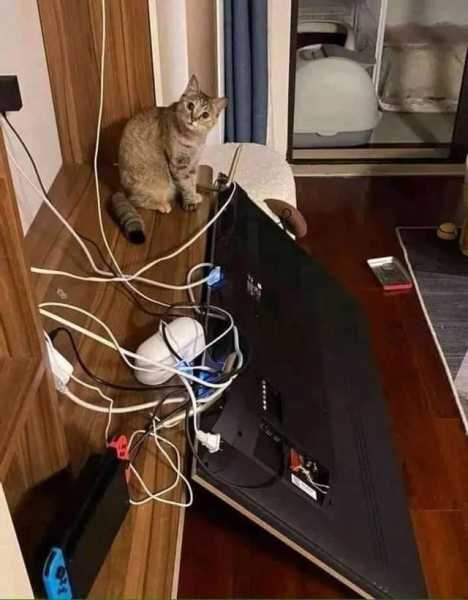 梦见猫，解读内心潜藏的不安与渴望,象征,事业,挑战,第1张