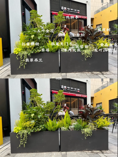 木花箱，选择适合的植物，提升家居运势,象征,气场,能量,第1张