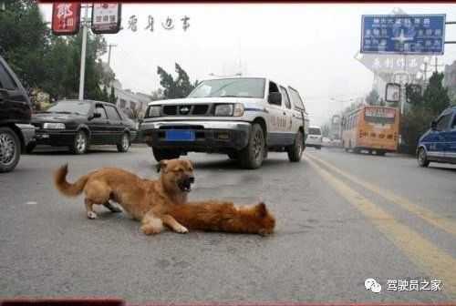 高速上撞死狗，一场关于生命与责任的,生命安全,责任与法律,第1张