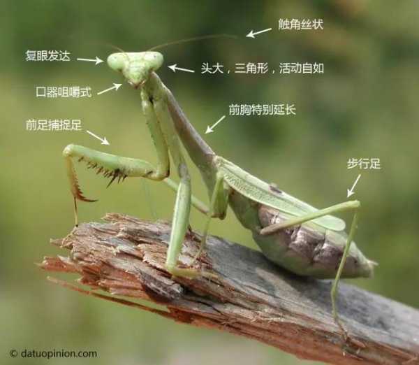 解梦螳螂夹脚底，解读梦境中的力量与束缚,象征,挑战,解梦,第1张