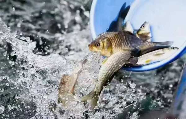 放生鱼的吉时，选择最佳时机提升放生效果,吉时,成功,日期,第1张