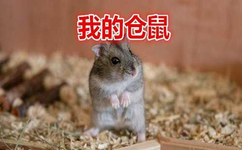 十二星座，我的仓鼠朋友,命运,十二星座,希望,第1张