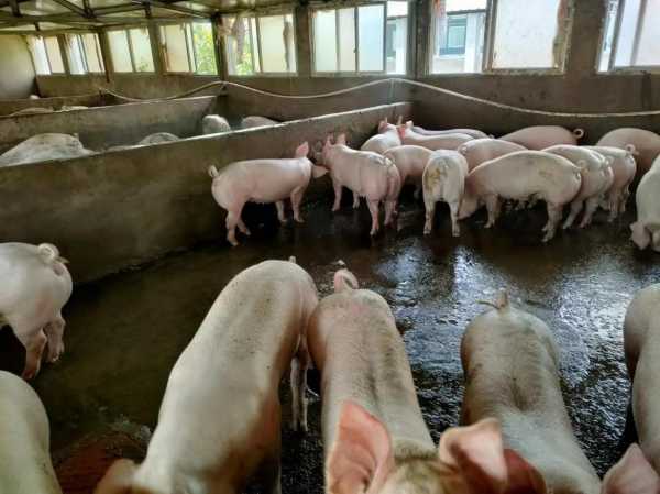 养猪与，利弊分析与选择建议,气场,吉凶,成功,第1张