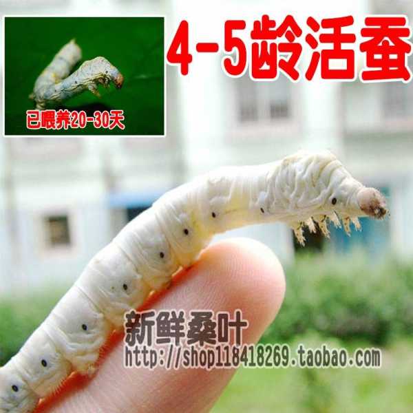 十二星座养什么蚕宝宝？星座宝宝的养蚕指南,十二星座,星座,美好,第1张