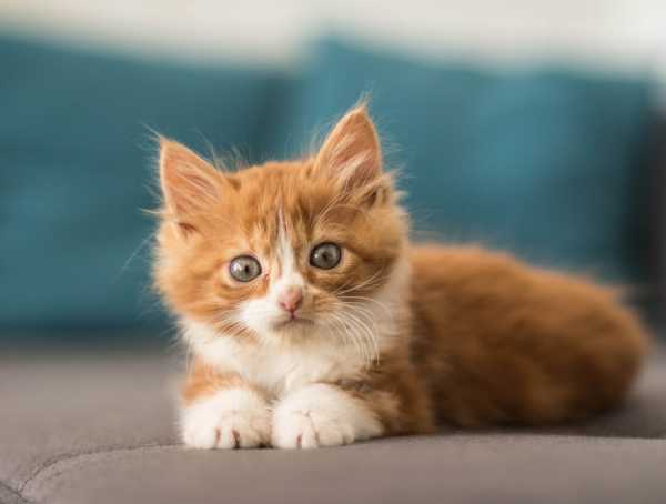 小猫抓老鼠，吉凶解析,自我,吉凶,第1张