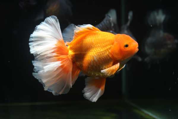 金鱼花的寓意，带来生机与希望,象征,事业,希望,第1张