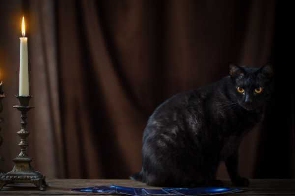 梦见捉黑猫，解读这个神秘的梦境预兆,象征,挑战,解梦,第1张