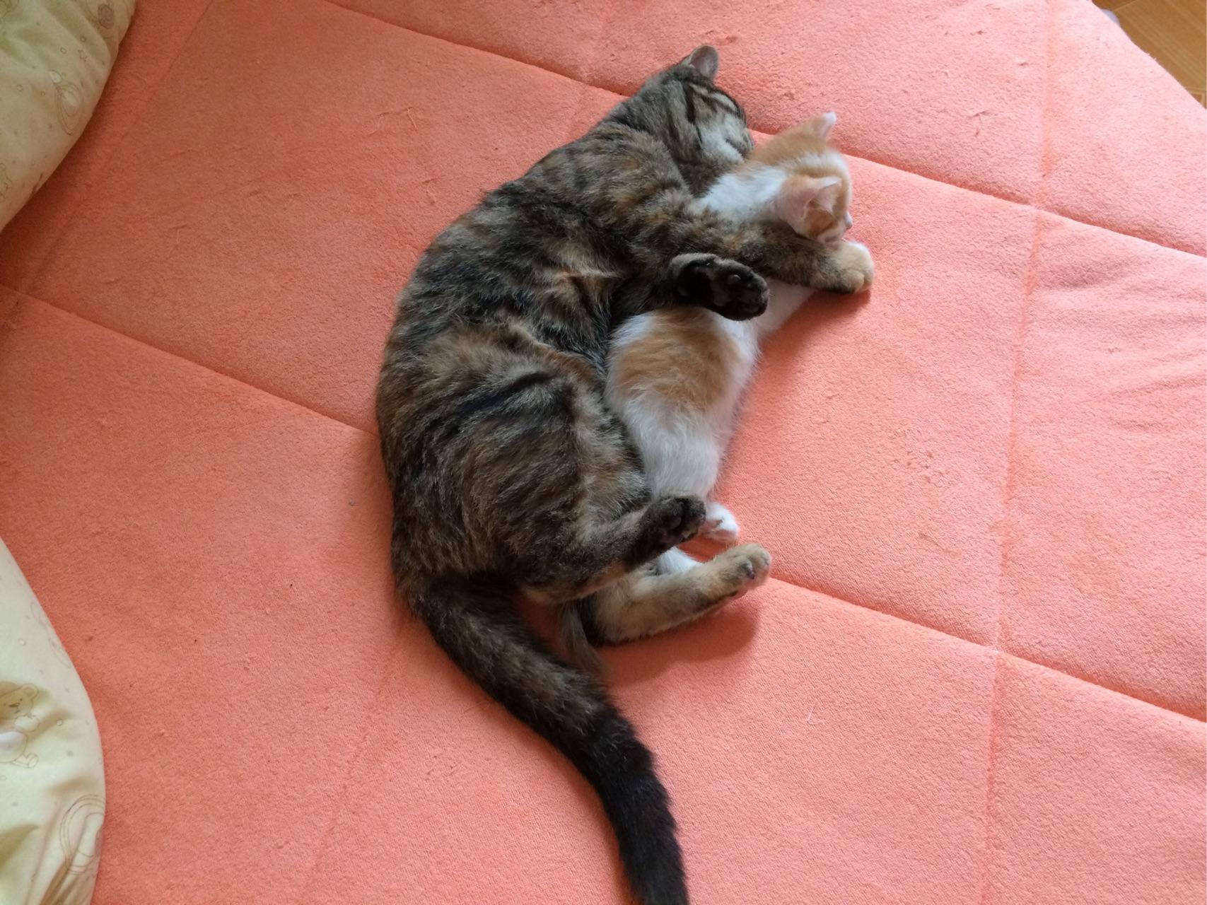 解梦猫咬死鸟蛋，解读梦境中的神秘意象,象征,挑战,自我,第1张