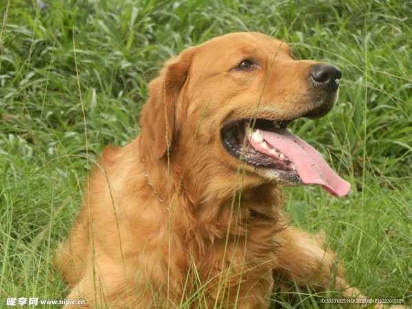 金毛犬名字吉凶，如何为爱犬起一个顺口顺意的名字？,象征,命运,希望,第1张
