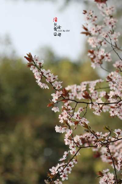 南山寺求签春节，一场跨越时空的灵性仪式,象征,事业,希望,第1张