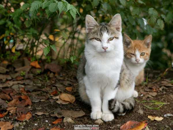解梦梦见猫饿了，解读与应对策略,象征,自我,解梦,第1张