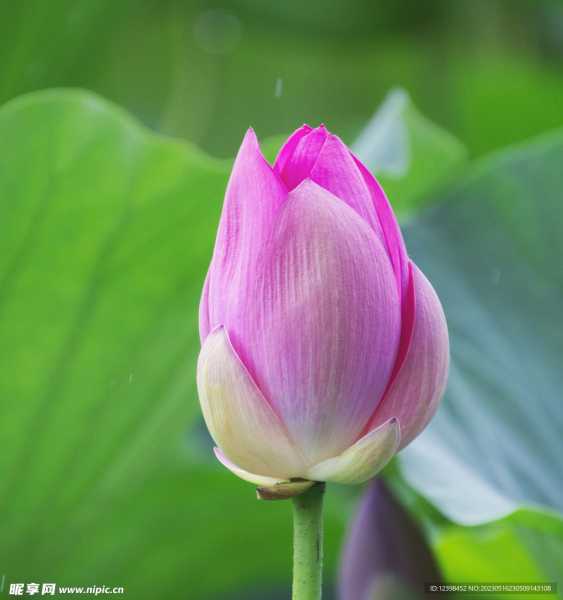 莲花山观音菩萨的灵性与求签法,象征,希望,求签,第1张
